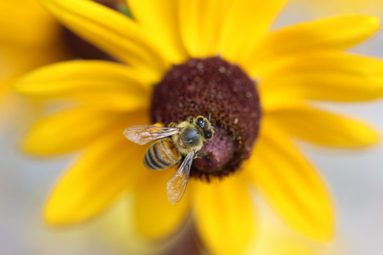 Foraging bee