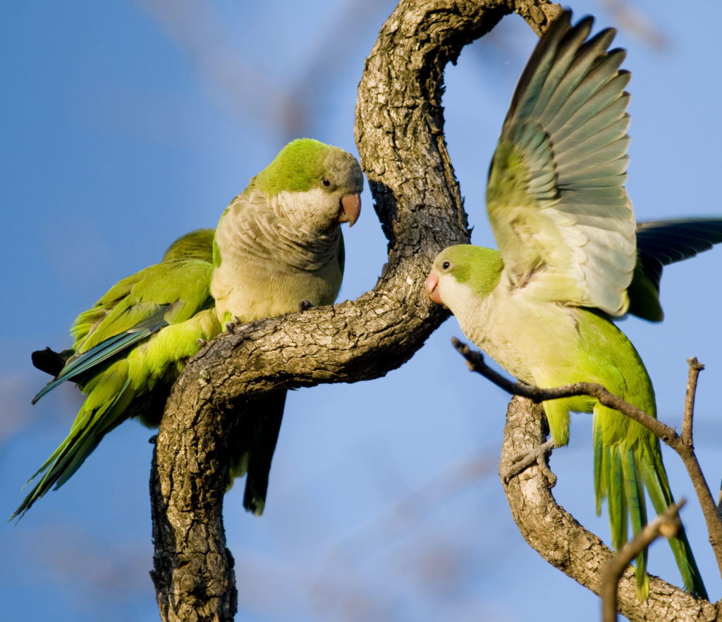 Three Monk Parakeets