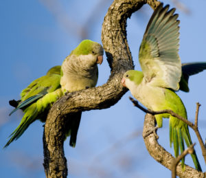 Three Monk Parakeets perched and interacting in a tangle of branches (Buenos Aires); markshepherdjournal.com