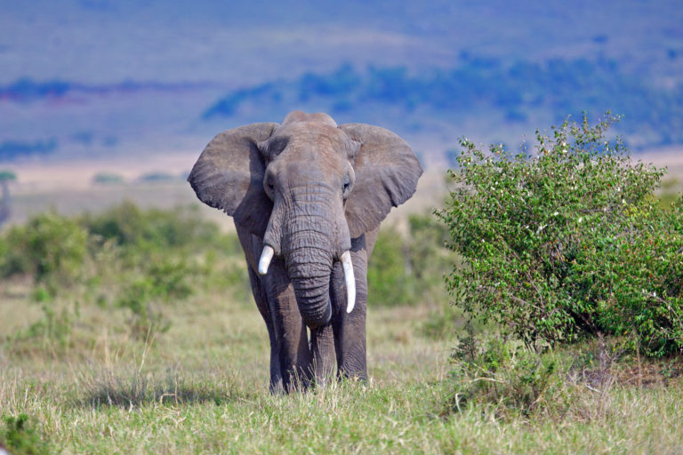 African elephant