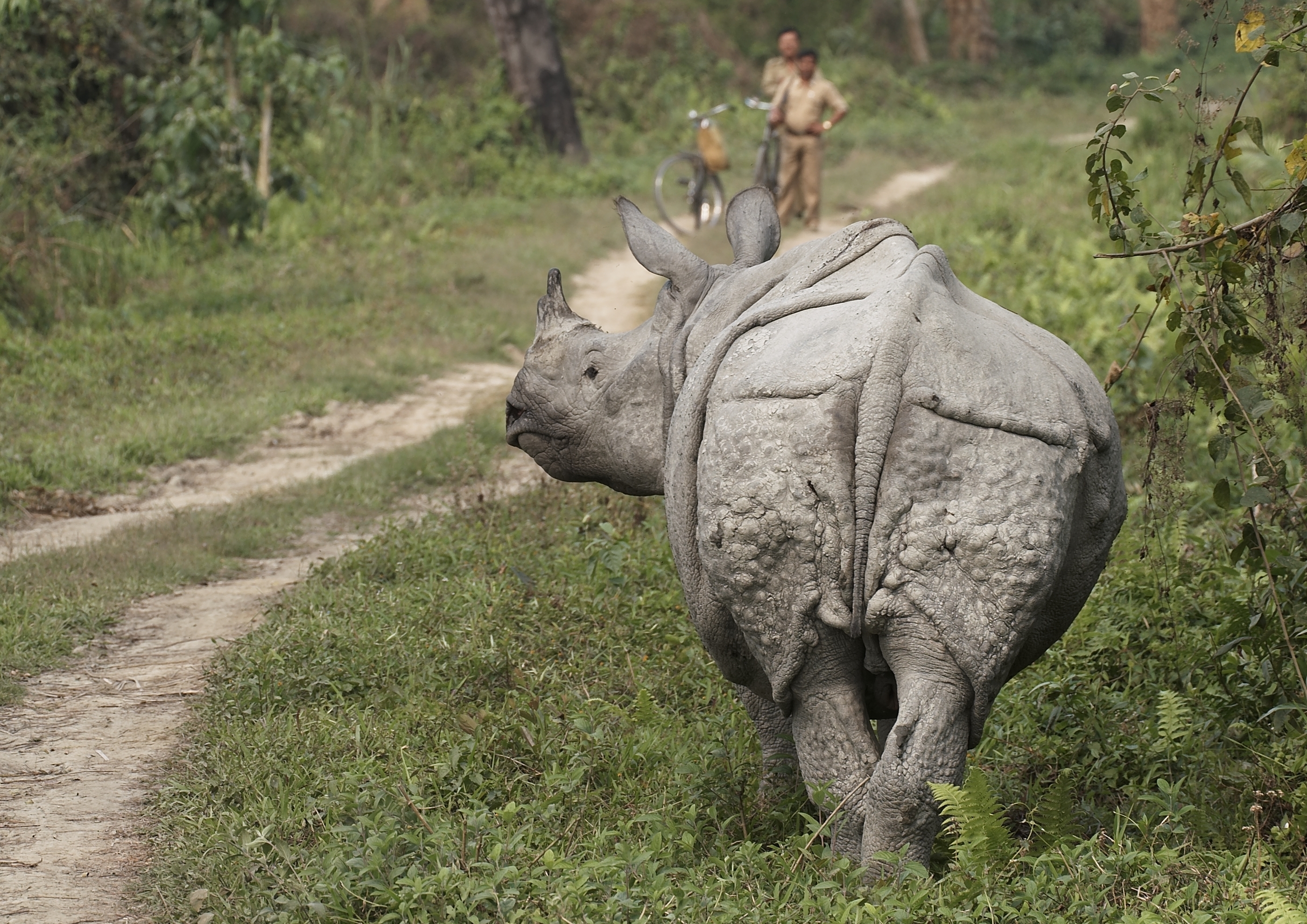one horned rhinocerous