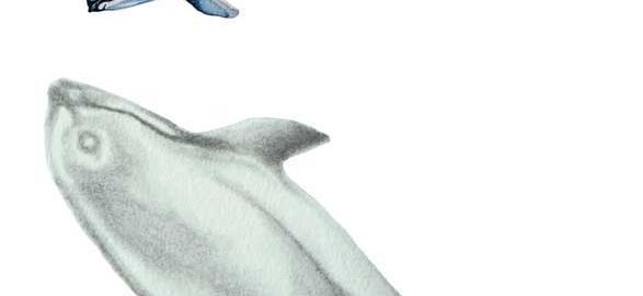 Vaquita (Phocoena sinus), a small porpoise endemic to the northern Gulf of Mexico. Illustration by Justin Shepherd