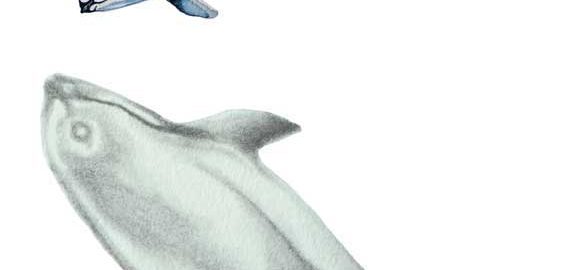 Vaquita conservation art