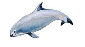 Vaquita conservation art
