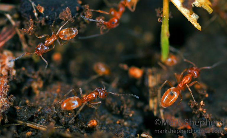 Tawny raspberry crazy ants (Nylanderia fulva)