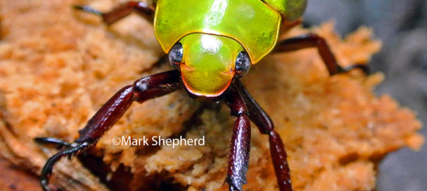 Yellow Scarab Beetle