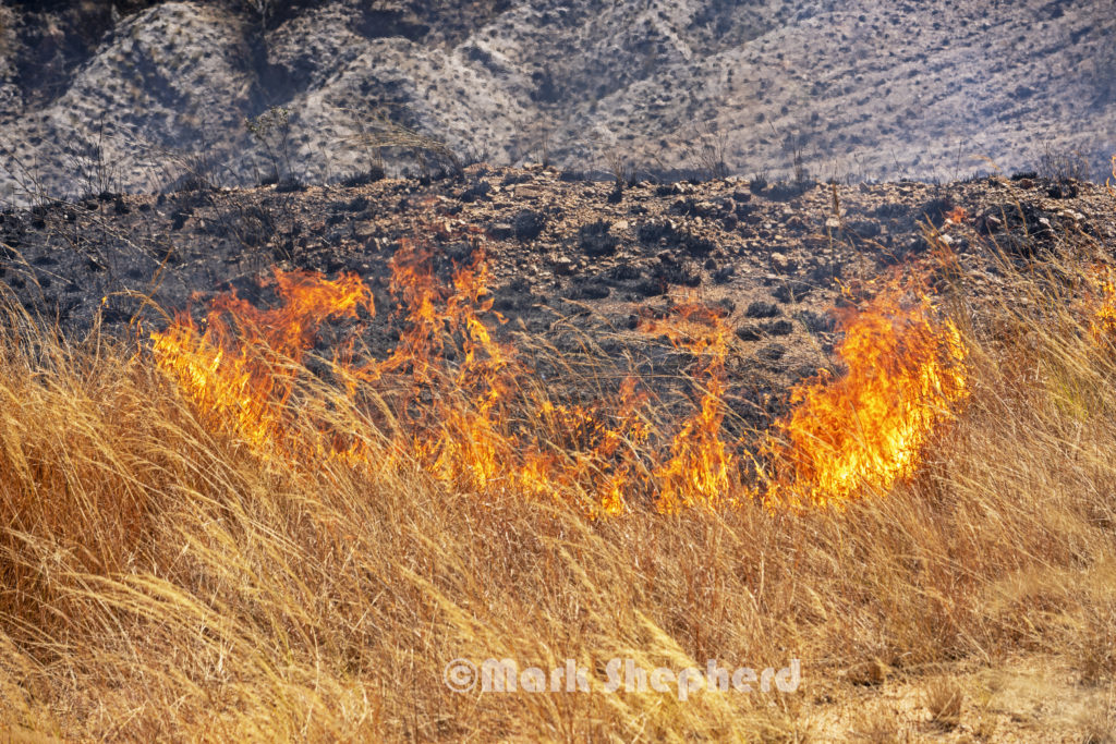 Madagascar grass fire