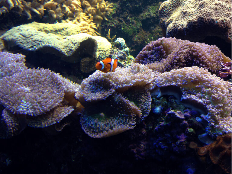 Coral Reef