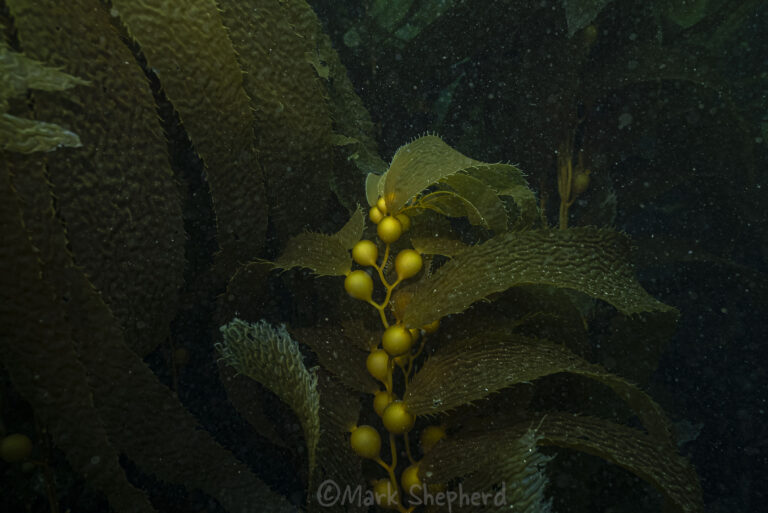 kelp