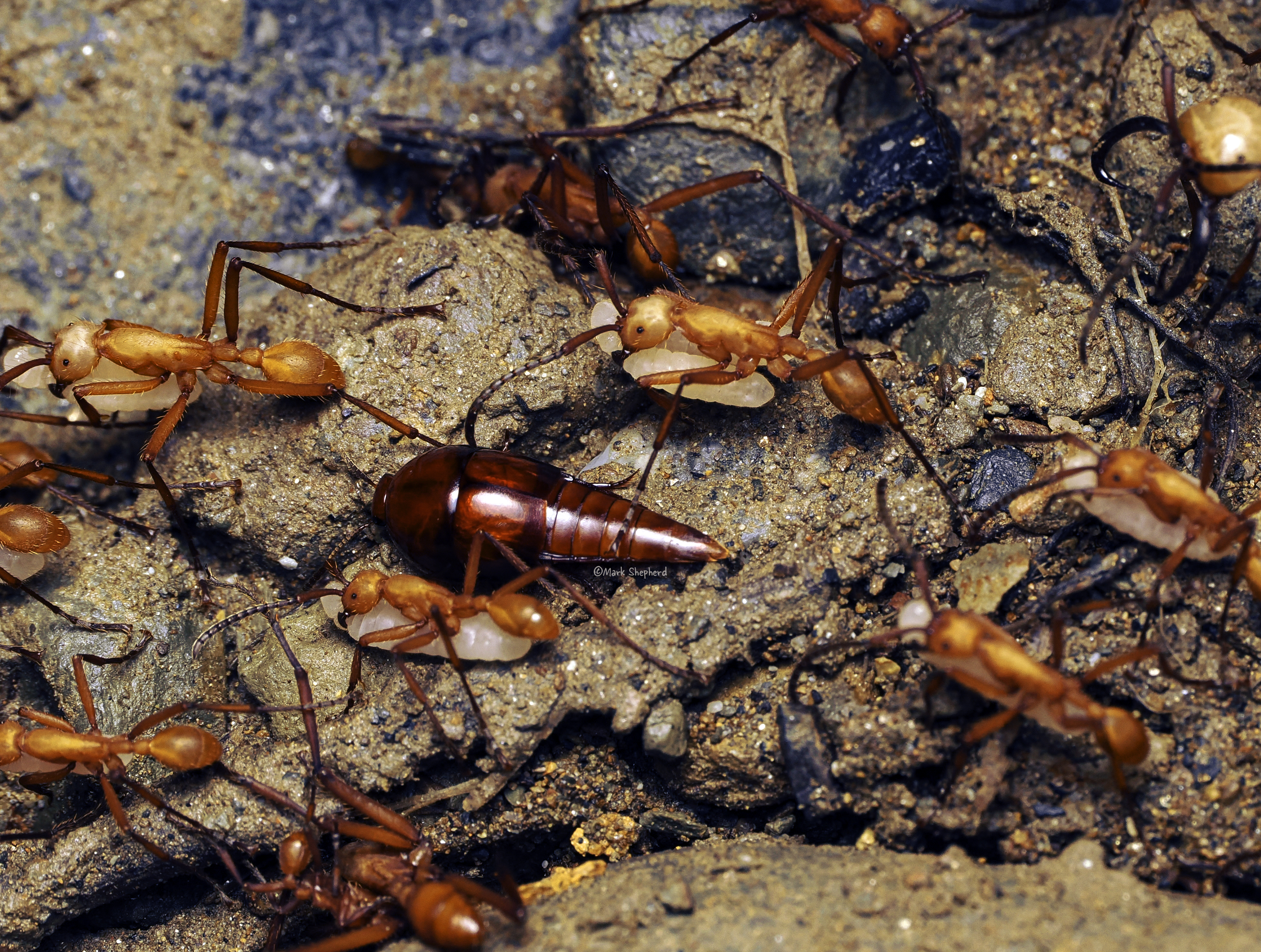 Inquiline beetle moving among Eciton hamatum army ant workers during a forest floor raid