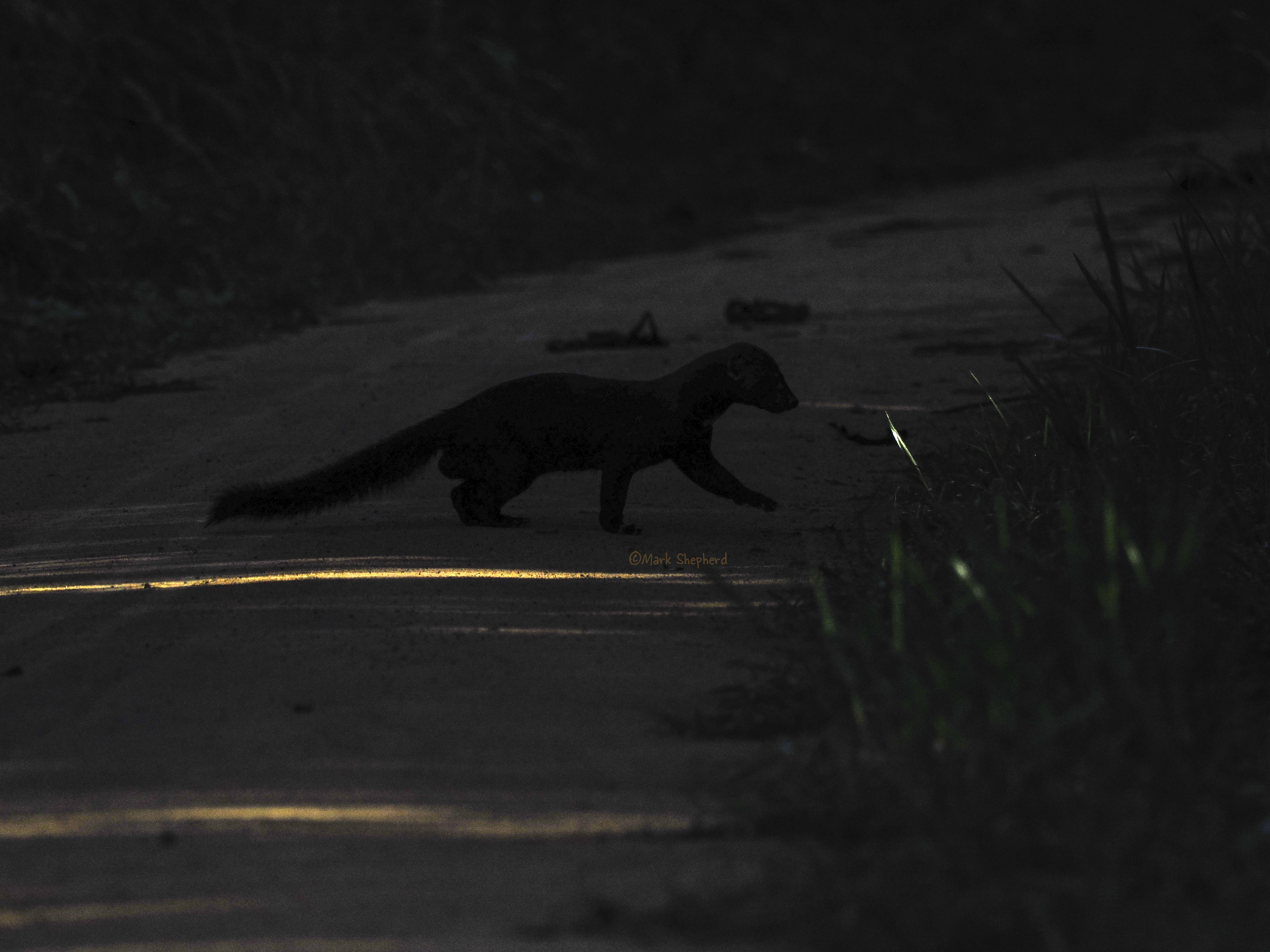 Tayra crossing a dirt road at sunrise in Fincas Las Piedras, Peru