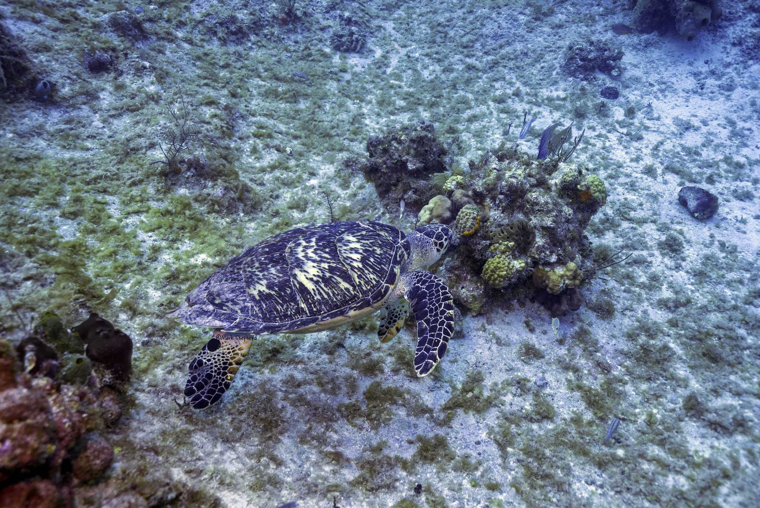 Hawksbill Turtle