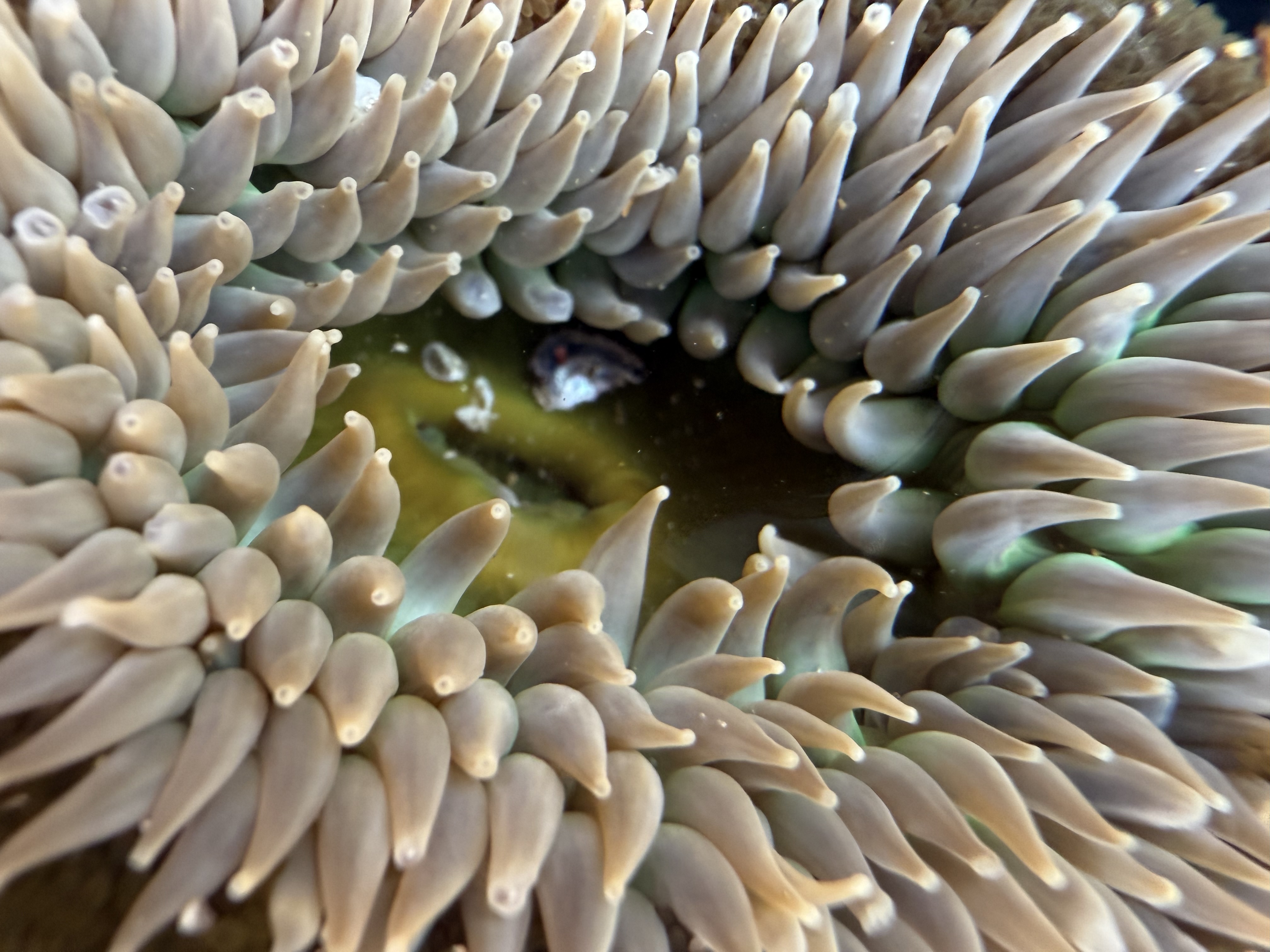 anemone